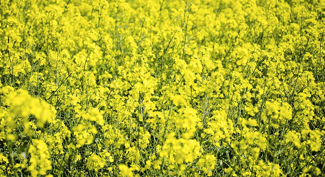 Picture of a rapeseed field