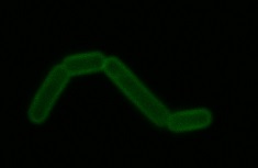 Billede af Lactobacillus acidophilus bakterier