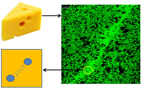 Illustration af bakterievækst i ost