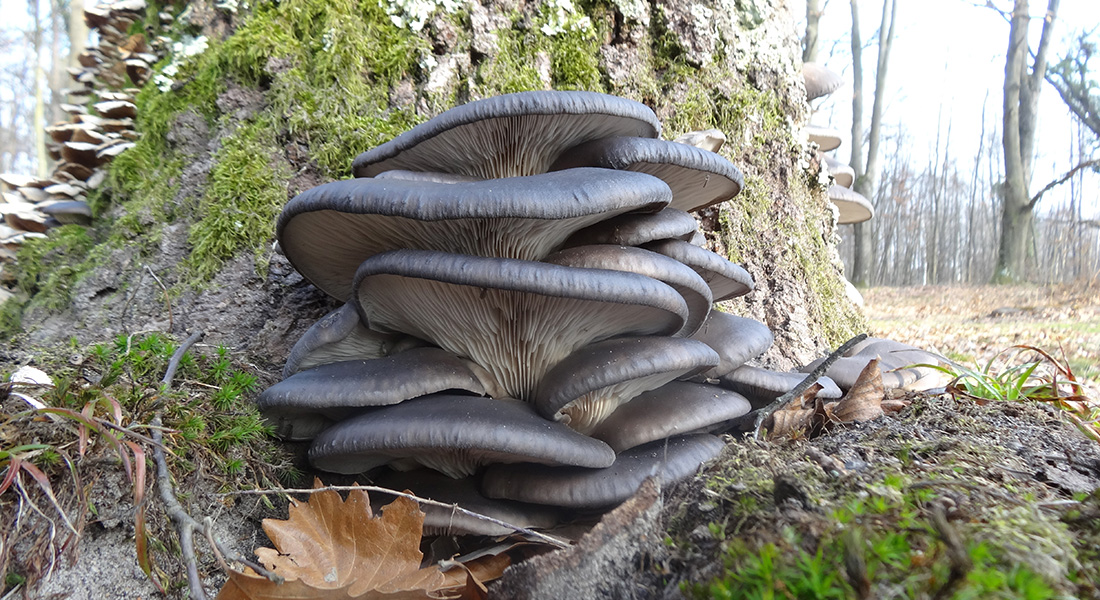 picture of oyster mushrooms growing on a tree