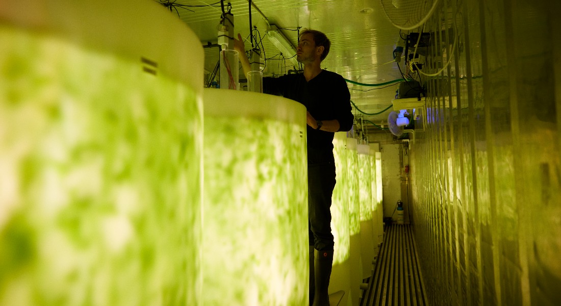 man works at fermentation tanks with seaweed