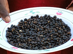 Picture of Protein-rich fermented seeds from wild West African trees